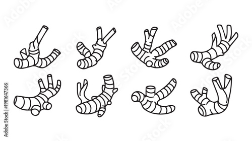 Ginger Root Line Art Collection Various Knots and Branches Isolated on White Background Stock Illustration