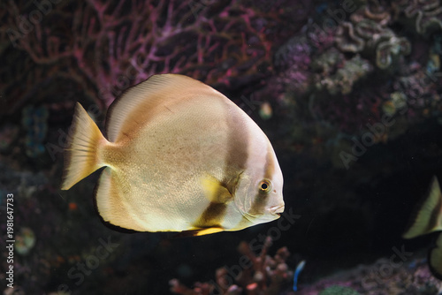 Billede på lærred Colorful fish swims in ocean water near coral reef