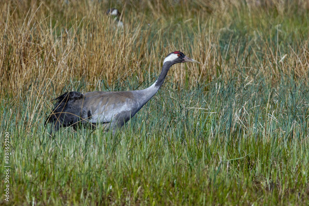 Fototapeta premium Kranich (Grus grus)