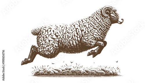 Sheep Vector