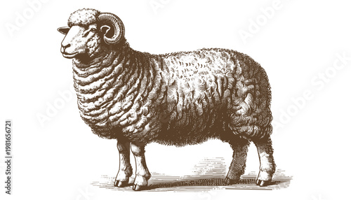 Sheep Vector