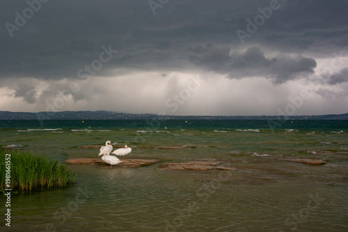 Swans swimming while a storm approaches in the Garda Lake, Sirmione.