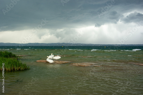 Swans swimming while a storm approaches in the Garda Lake, Sirmione.