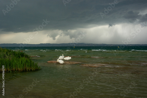 Swans swimming while a storm approaches in the Garda Lake, Sirmione.