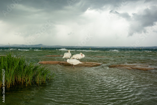 Swans swimming while a storm approaches in the Garda Lake, Sirmione.