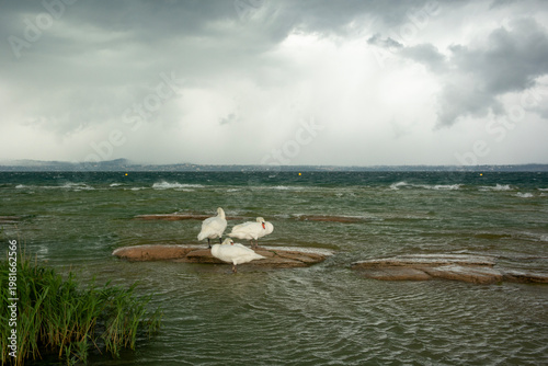 Swans swimming while a storm approaches in the Garda Lake, Sirmione.
