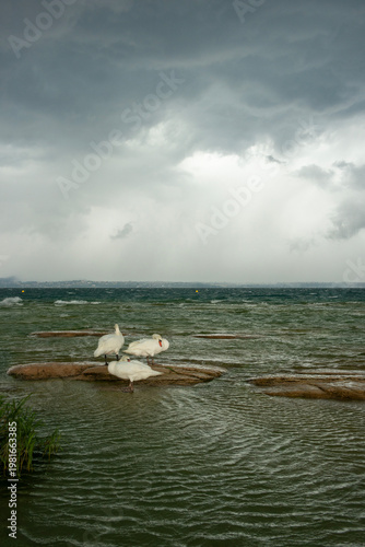 Swans swimming while a storm approaches in the Garda Lake, Sirmione.