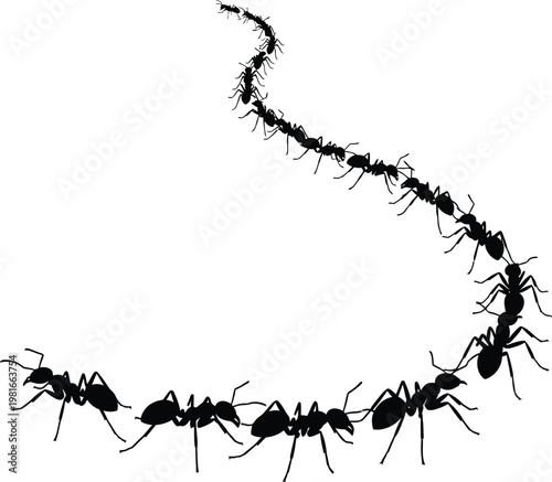 Black ants marching in a curved line on a white background insect insects