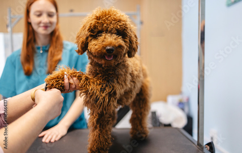 Obraz na płótnie Poodle dog receiving professional nail trim at pet grooming salon