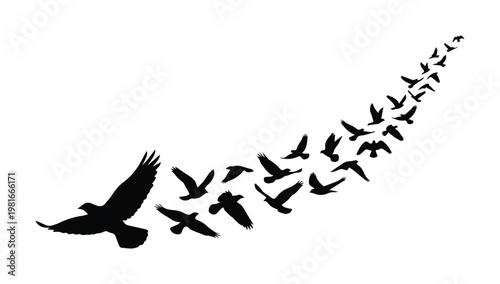 Black flying bird silhouettes in formation, flock of birds migrating vector illustration, soaring eagle and avian group isolated on white