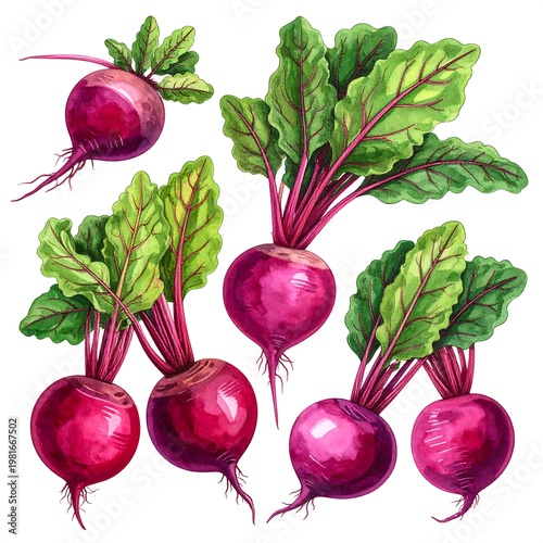 A vibrant illustration of six beetroot vegetables with green leaves