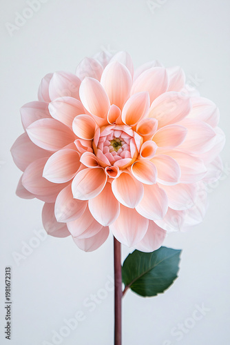 Beautiful single pink dahlia flower on a white background