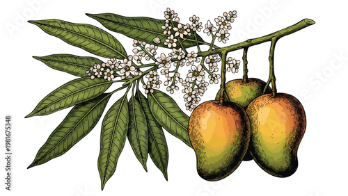 Vintage botanical illustration of mango branch with ripening fruits, green leaves, and delicate blossoms on white background.