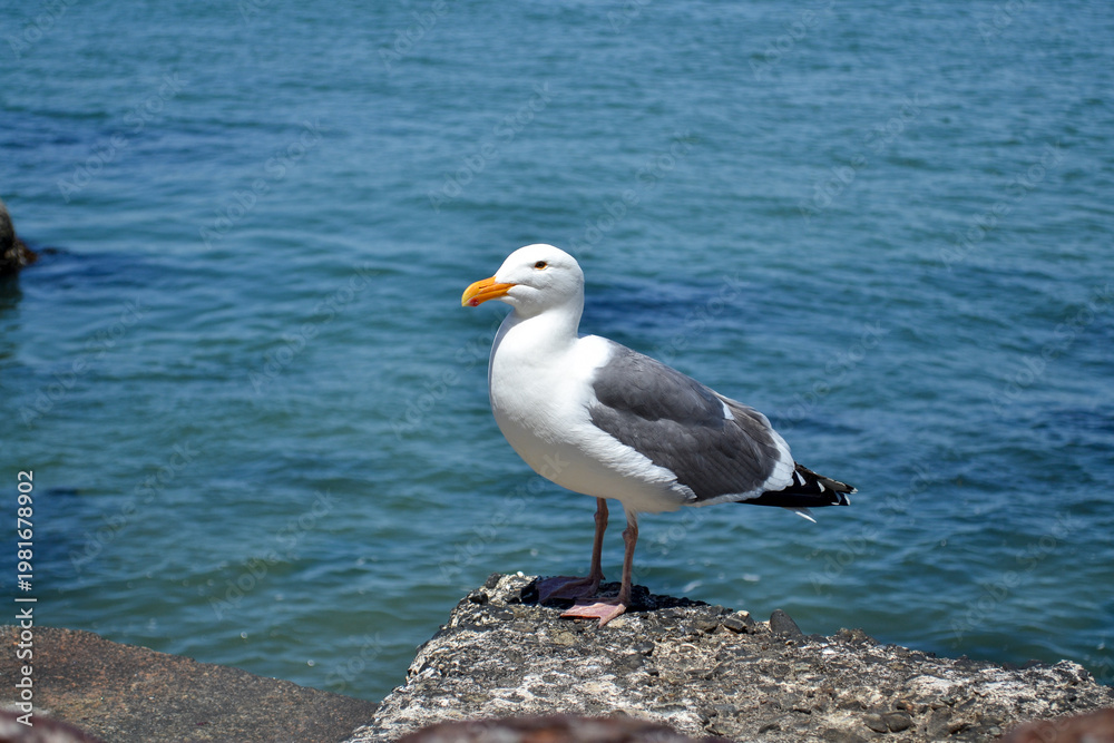 Naklejka premium Seagull standing on rock by ocean water