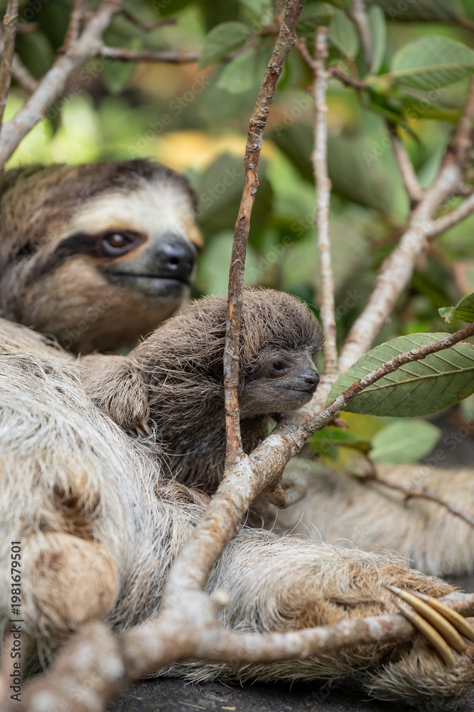 Fototapeta premium Close up of a cute baby three-toed sloth (Bradypus variegatus) resting on its mother's belly. Manzanillo, Limon, Costa Rica.