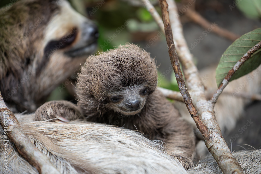 Fototapeta premium Close up of a cute baby three-toed sloth (Bradypus variegatus) resting on its mother's belly. Manzanillo, Limon, Costa Rica.