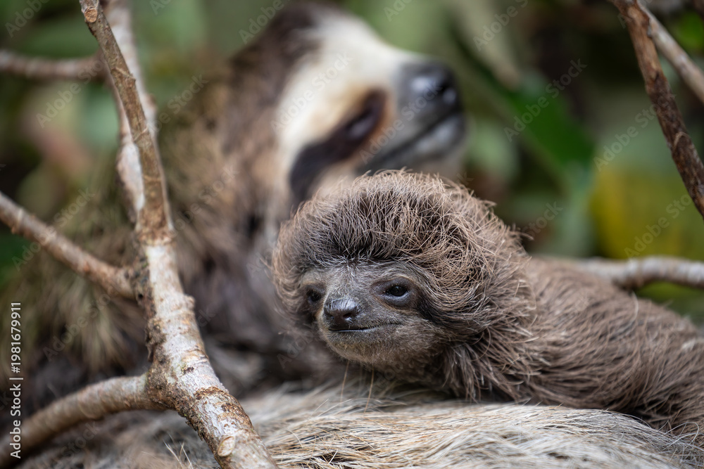 Fototapeta premium Close up of a cute baby three-toed sloth (Bradypus variegatus) resting on its mother's belly. Manzanillo, Limon, Costa Rica.