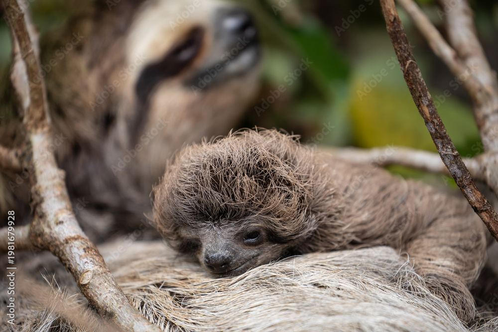 Fototapeta premium Close up of a cute baby three-toed sloth (Bradypus variegatus) resting on its mother's belly. Manzanillo, Limon, Costa Rica.