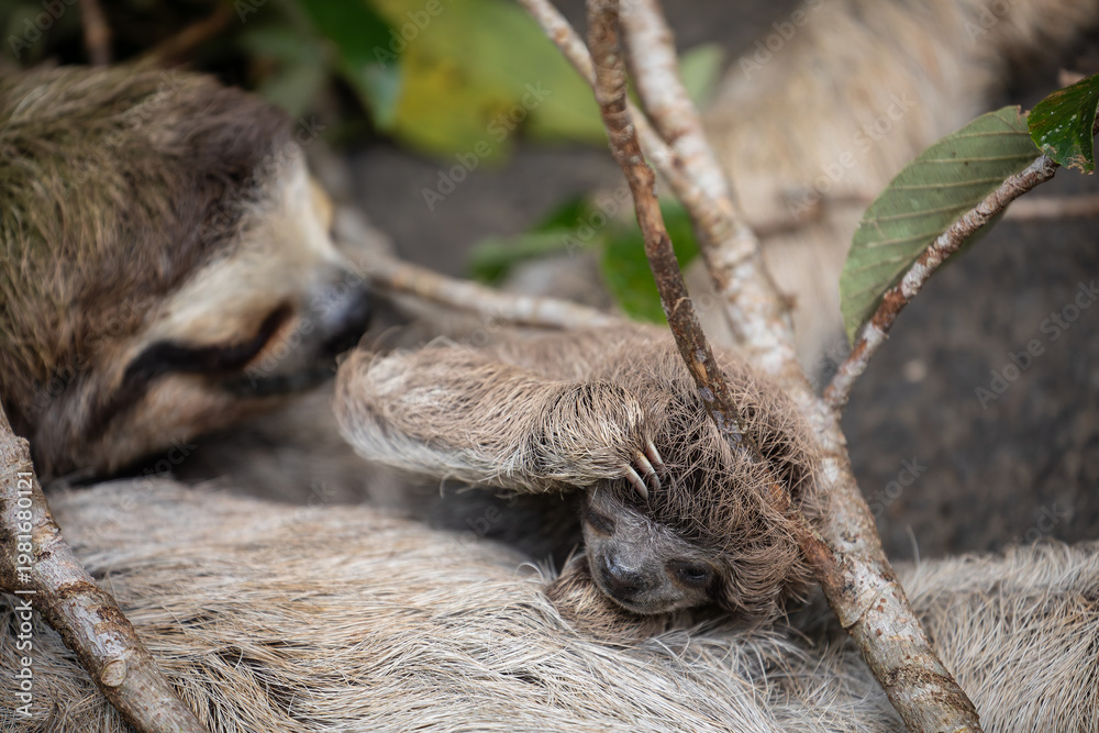 Fototapeta premium Close up of a cute baby three-toed sloth (Bradypus variegatus) resting on its mother's belly. Manzanillo, Limon, Costa Rica.
