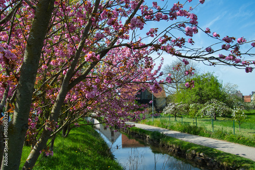 Blütezeit in Ettenheim in der Ortenau