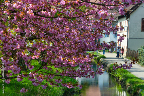 Blütezeit in Ettenheim in der Ortenau