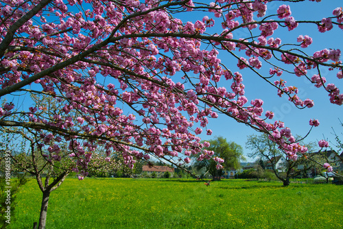 Blütezeit in Ettenheim in der Ortenau