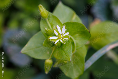 Macro of common chickweed (Stellaria media) flower and buds