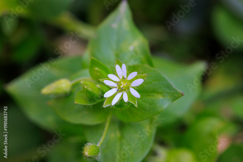 Macro of common chickweed (Stellaria media) flower and buds