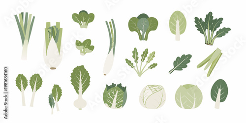 Variety of fresh green leafy vegetables and root vegetables illustrated