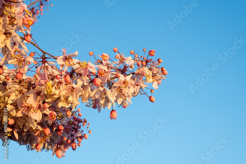 Beautiful pink flowers of Cassia bakeriana on branches, Wishing Tree and Pink Shower.