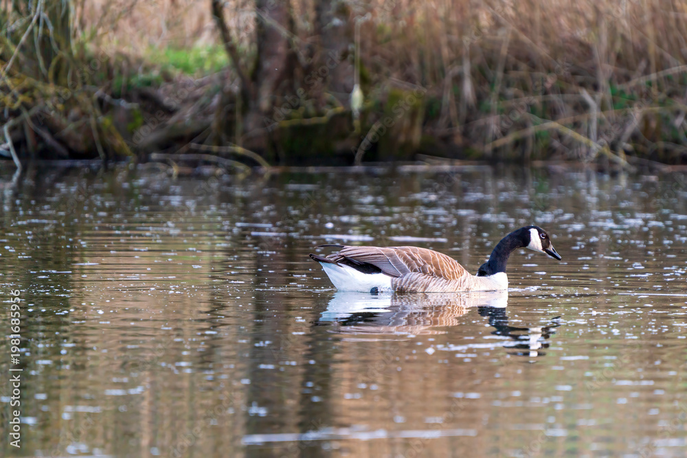 Fototapeta premium A Duck at a Bavarian pond during Spring Season 