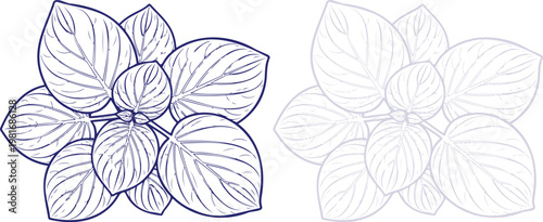 Hosta Leaves Line Art Illustration in Purple Outline Style Isolated on White