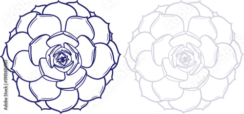 Succulent Plant Line Art Drawing Isolated on White Background