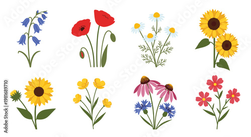 Various colorful wildflowers including poppies, sunflowers, daisies, and bluebells isolated on a plain white background.