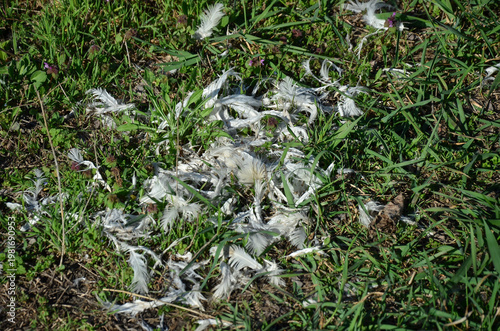 Scattered white feathers on lush green grass.