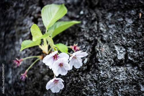 古木の幹から芽吹く可憐な桜の花と新緑