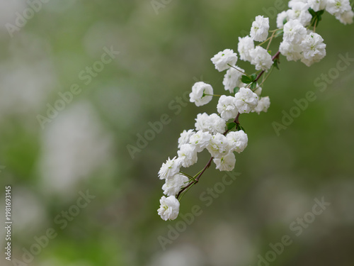 白くて小さなシジミバナ