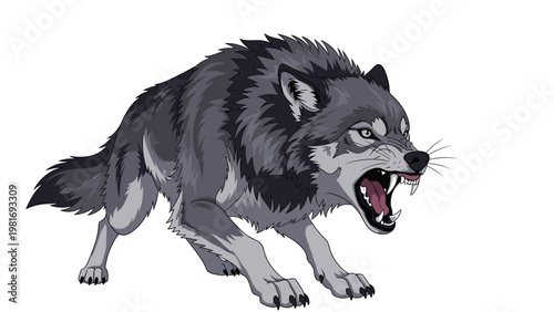 Ferocious grey wolf with sharp teeth and an angry expression growls while standing in a powerful and very aggressive posture.
