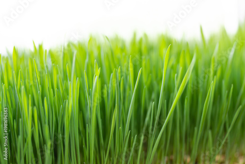 Easter wheat grass growing on window bench
