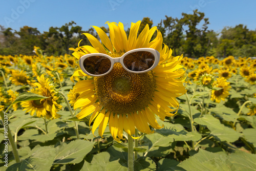 Funny sunflower with sunglasses under blue sky. Creative sunflower wearing sunglasses in summer field