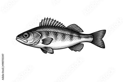 Black and white detailed illustration of a perch fish, showcasing its fins, scales, and typical body shape in a realistic yet artistic monochrome style