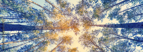 Vintage frame from trees at sunset in spring. Nature scenic landscape. Pine forest in the evening. Perspective view. Pine trees against a sunset sky with the sun. Bottom view. Forest landscape