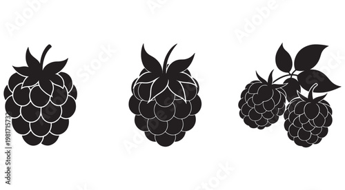 Blackberry silhouettes with leaves on white background for food and fruit designs  blackberries