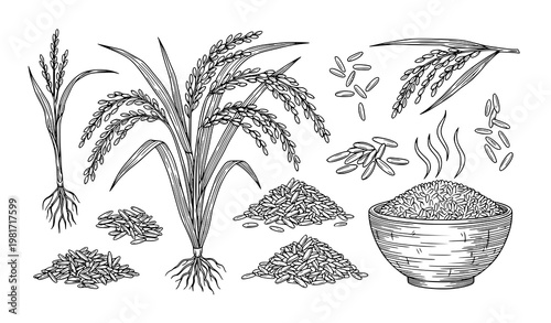 Rice Sketch Doodle Botanical Food Vector Illustration