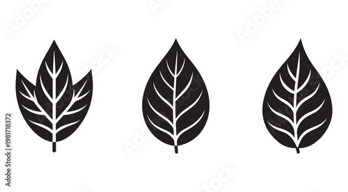 Set of black leaf silhouettes with white veins on white background  botanical graphic elements