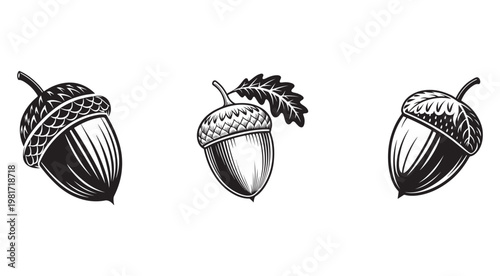 Set of three acorns with leaves on white background