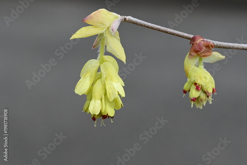 トサミズキの花
