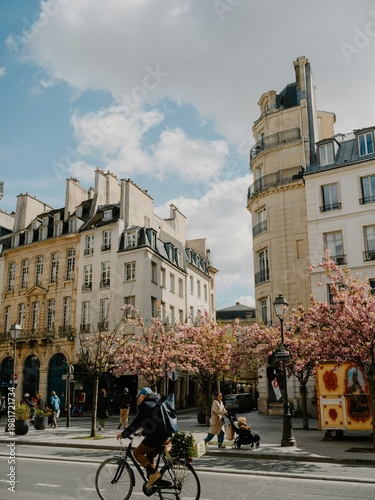 Scenic Parisian Street in Spring Featuring Blooming Pink Cherry Blossom Trees and Cyclist