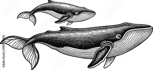 Vintage Whale Illustration Set Featuring Detailed Black and White Engravings of Marine Mammals for Scientific Educational Maritime History and Nautical Themed Graphic Designs