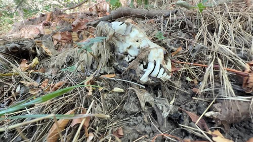 Close-up of an animal skull lying on the forest floor, partially covered with dry leaves, soil, and roots. Natural decomposition scene in woodland environment showing bones, teeth, and organic texture